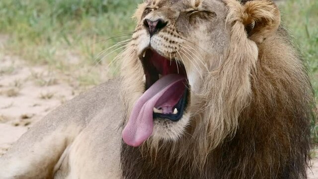 Medium closeup of a male lion yawning in slow motion.