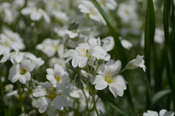 Obraz na płótnie Canvas snow white flower is the Snow in-Summer flowers also called Cerastium tomentosum