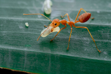 ant and ant eggs on green banana leaf,selective focus point,macro