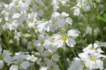 snow white flower is the Snow in-Summer flowers also called Cerastium tomentosum