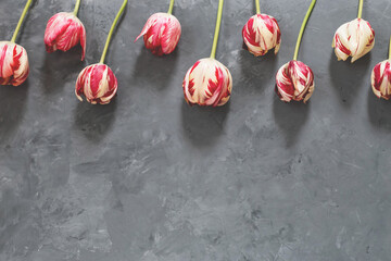 Bouquet of red and white tulips on grey background. Mothers day, Valentines Day, Birthday celebration.