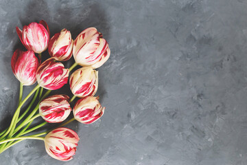 Bouquet of red and white tulips on grey background. Mothers day, Valentines Day, Birthday celebration.