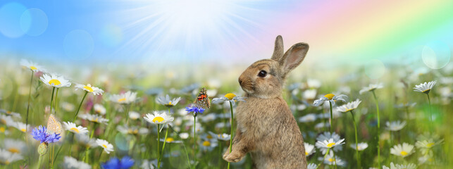 Easter Bunny In Flower Meadow