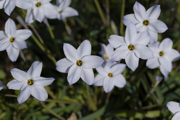 春のに咲くハナニラ