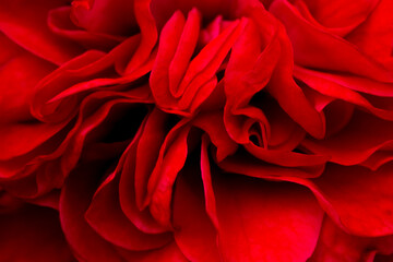 petal rose,red rose flower in full bloom in farm, selective petals focus,macro rose