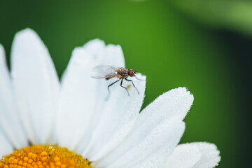 Small fly on wet chamomile petals close-up on green nature background. Vivid natural backdrop with small insect on daisy with dew drops on petals closeup. Fly and droplets on beautiful flower in macro