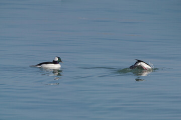 Bufflehead drakes swimming and flying. Takeoff is a long running on the surface activity. One diving on freezing cold day at the lake in early spring
