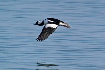 Bufflehead drakes swimming and flying. Takeoff is a long running on the surface activity. One diving on freezing cold day at the lake in early spring
