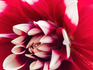 macro of red dahlia with white petal tips