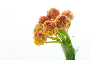 オレンジ色のチューリップ