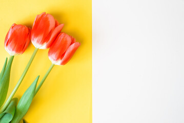 Tulips and white frame with place for text, yellow background. Top view, copy space