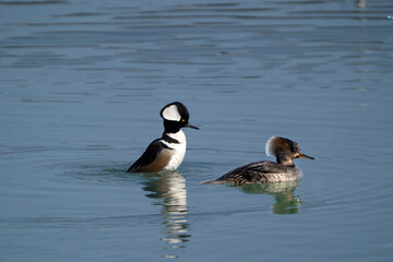 Hooded Merganser pair, male and female, swimming on lake front on early spring day. Freezing cold but sunny
