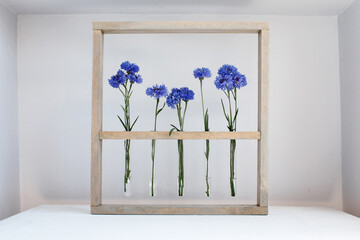 Five blue nice cornflowers in little vases in a wooden frame over grey, simple flower gift