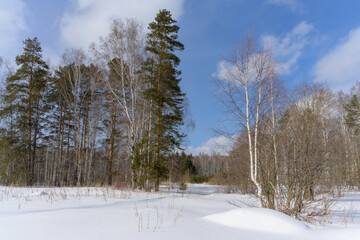 Winter landscape with tall pines and birches, snowdrifts and a blue sky with white clouds. Forest on a cold winter day. Clean ringing air invigorates and improves health. Ural (Russia) 