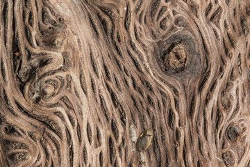 Stary kawałek drewna © Andrzej