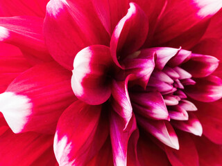 macro of red dahlia flower with white petal tips