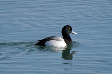 Greater Scaup (aka Blue Bill) duck swimming on lake in freezing cold day but sunny in early spring