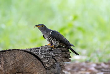 Himalayan cuckoo with prey perching on trunk , Thailand