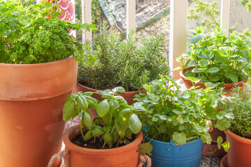 Fresh herbs in pots on a tiny balcony. Parsley, basil, rosemary, thyme, Moroccan mint, and coriander (cilantro).