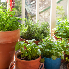 Fresh herbs in pots on a tiny balcony. Parsley, basil, rosemary, thyme, Moroccan mint, and coriander (cilantro).
