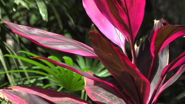 Red malaysian flower in the sun.