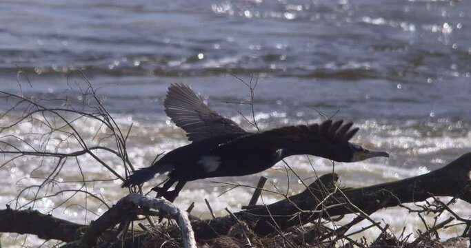 Cormorant fishing bird lanches into flight over dramatic white water waves slow motion