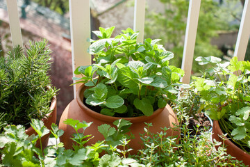 Fresh herbs in pots on a tiny balcony. Parsley, basil, rosemary, thyme, Moroccan mint, and...