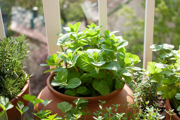 Moroccan mint, and fresh herbs in pots on a tiny balcony. 