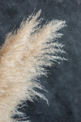 Dried flowers from Reeds on a blue textured background, close, macro