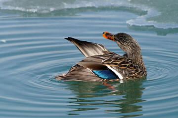 Mallard ducks on lake in early spring on freezing cold but sunny day. Drakes, hens preening and swimming in ice water