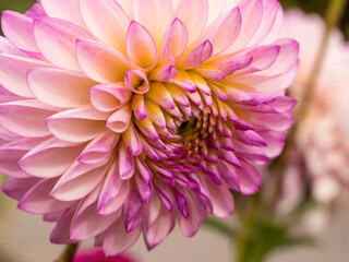 pink dahlia flower with hints of yellow