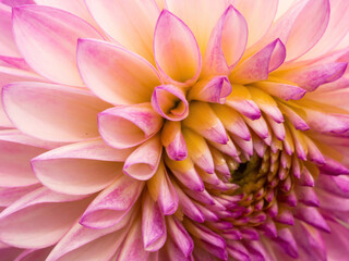 macro of pink dahlia flower with hints of yellow 