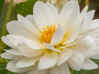 macro of white dahlia flower