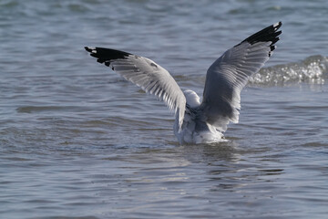Ring Billed gulls flapping (staging) on lake, flapping in place, helps waterproof feathers on cold lake in early spring on sunny day
