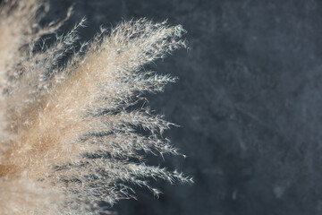 Dried flowers from Reeds on a blue textured background, close, macro
