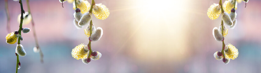 Spring easter / pollen flight / background banner panorama - Macro close-up from beautiful Salix caprea / goat willow / pussy willow / great sallow with yellow flower polle, illuminated by the sun