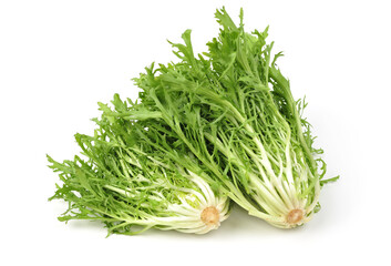 Escarole Endive on a white background stock photo
