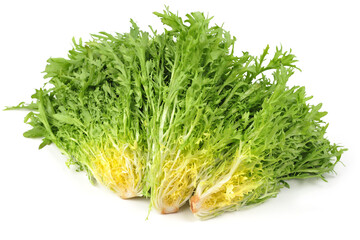 Escarole Endive on a white background stock photo