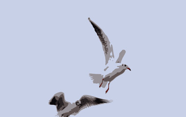 Fototapeta na wymiar Seagulls in the sky are competing with each other in speed 