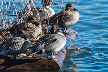 木場潟に遊ぶ水鳥たち