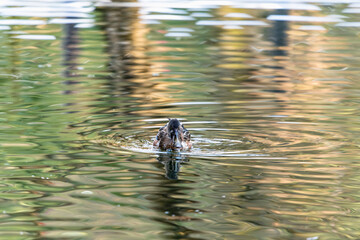 都市公園で見かけたハシビロガモ　一羽