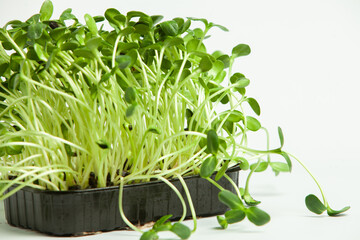 Growing sprouted seeds, microgreens. Healthy lifestyle. Green sprouts in a block of soil