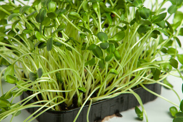 Obraz na płótnie Canvas Growing sprouted seeds, microgreens. Healthy lifestyle. Green sprouts in a block of soil