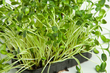 Growing sprouted seeds, microgreens. Healthy lifestyle. Green sprouts in a block of soil