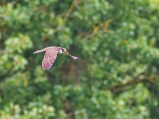 Hobby (Falco subbeteo) in flight