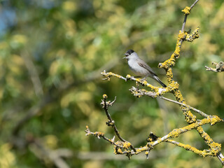Blackcap Male (Sylvia atricapilla0 singing in a tree