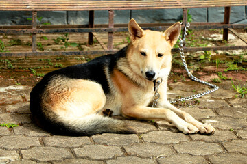 Cute pet dog at home after bathing, cross breed.