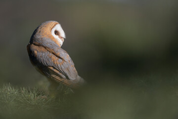 Fine art portrait of Barn owl at morning (Tyto alba)