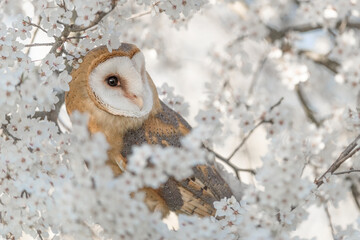 The beautiful Barn owl in spring season (Tyto alba)