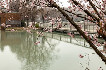 Sakura blossom in spring at German park